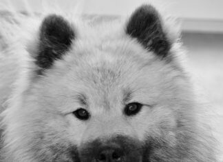 Czy Pedigree jest zdrowe?