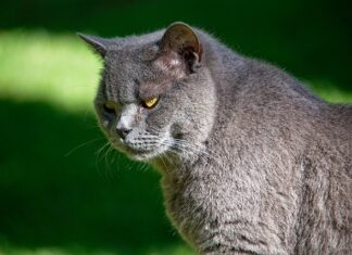 Czy Sheba jest dobra? Czy Sheba jest dobra?