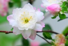 Ile jest rodzajów musztardy? Ile jest rodzajów musztardy?