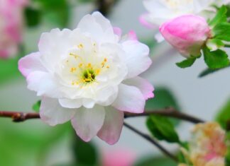 Ile jest rodzajów musztardy?