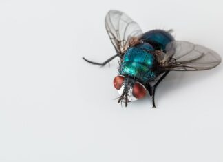 W czym prać ścierki z mikrofibry?