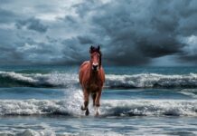 Jak zmienić wierzchowca Hogwart?