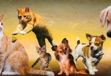 Czy psy powinny jeść mokra karmę? Czy psy powinny jeść mokra karmę?